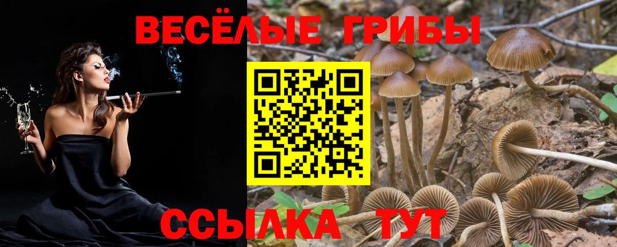 Псилоцибиновые грибы Psilocybine cubensis Нижний Новгород
